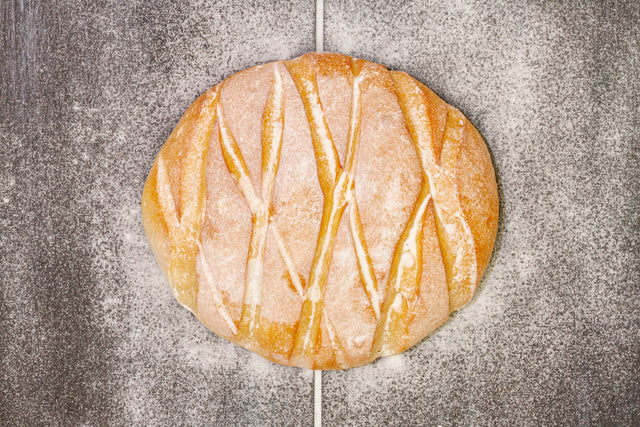 Best Bread Proofer for Home Baking – Abioto Baking